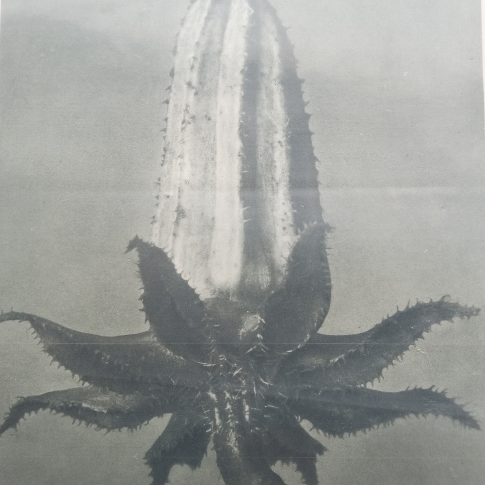 1928 Blossfeldt Original  Photogravure